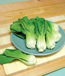 Toy Choi Hybrid Chinese Cabbage